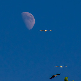 Чайки отгоняют ворону от Луны.